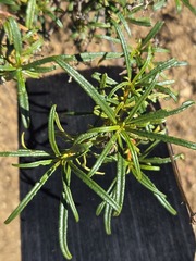 Eriodictyon angustifolium