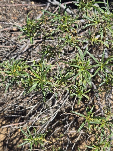 Eriodictyon angustifolium, photograph 2
