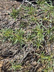 Eriodictyon angustifolium, photograph (c) Jo Roberts, some rights reserved (CC BY)