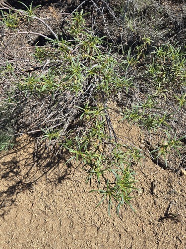 Eriodictyon angustifolium, photograph 3
