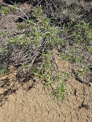 Eriodictyon angustifolium, photograph (c) Jo Roberts, some rights reserved (CC BY)