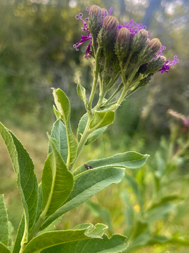 Vernonia baldwinii, photograph 6
