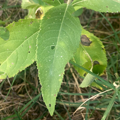 Vernonia baldwinii, photograph (c) F. LaBry, some rights reserved (CC BY)