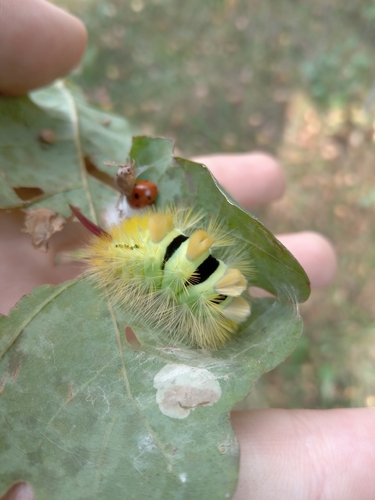 Pale Tussock Moth