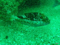 Canthigaster punctata