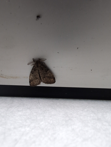 White-marked Tussock Moth