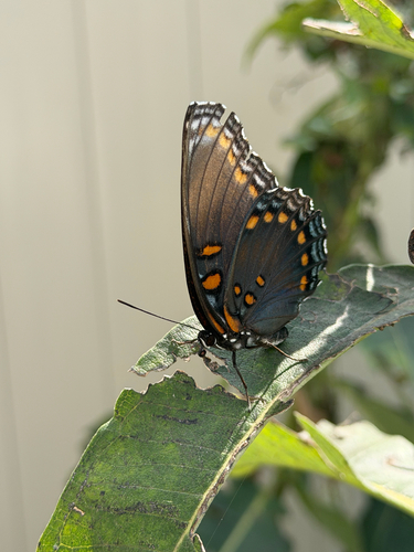Red-spotted Admiral
