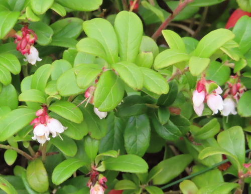 Lingonberry