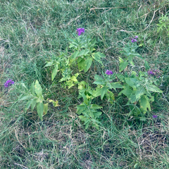 Vernonia baldwinii, photograph (c) F. LaBry, some rights reserved (CC BY)