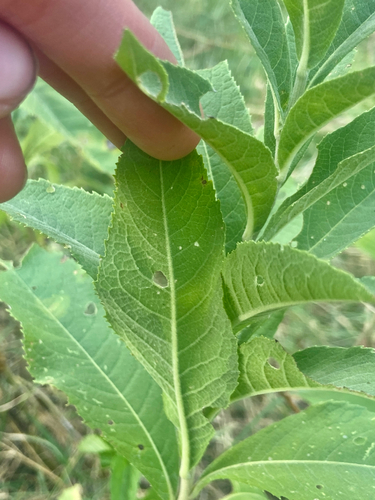 Vernonia baldwinii, photograph 5