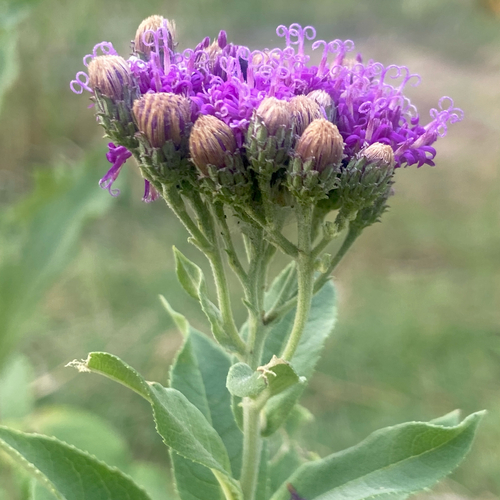 Vernonia baldwinii, photograph 3