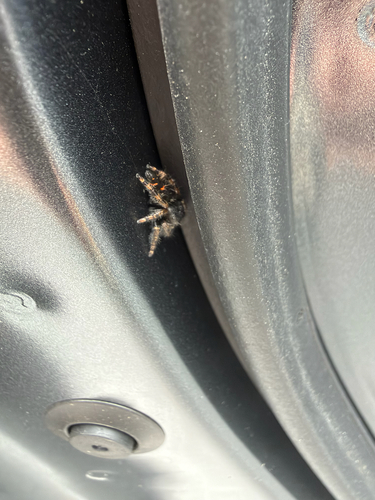 Bold Jumping Spider