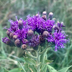 Vernonia baldwinii
