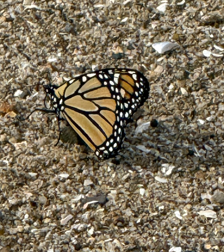 Monarch