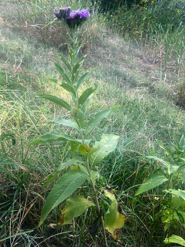 Vernonia baldwinii, photograph 2