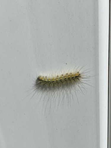 Fall Webworm Moth