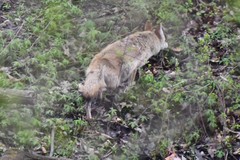 Canis latrans thamnos