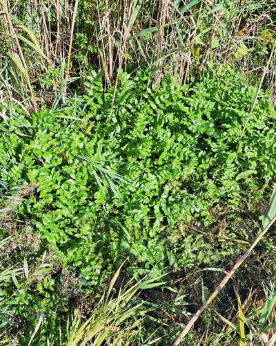 Berula erecta, photograph 1