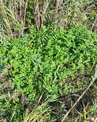 Berula erecta, photograph (c) Markus Krieger, some rights reserved (CC BY)