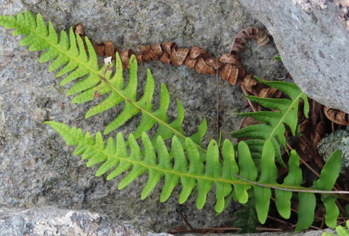common polypody