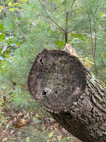 Eastern Chipmunk