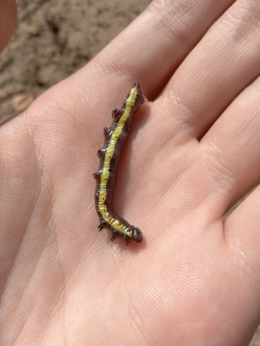 Lesser Swallow Prominent