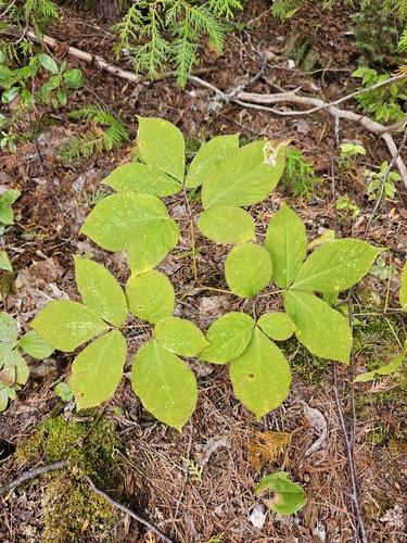 wild sarsaparilla