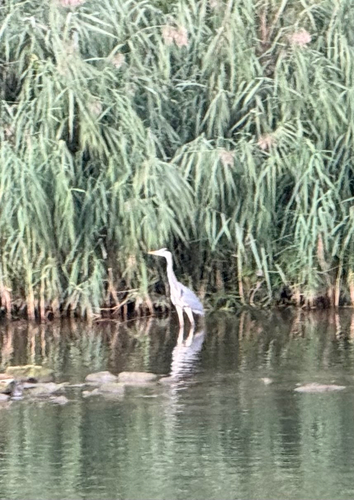 Grey Heron