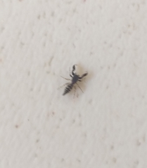 Cheliferoides segmentatus