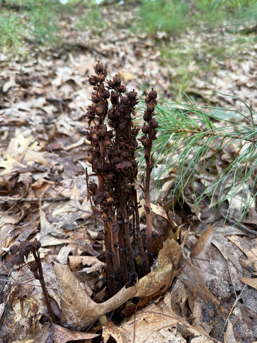 pinesap