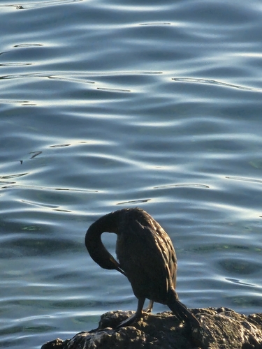 European Shag