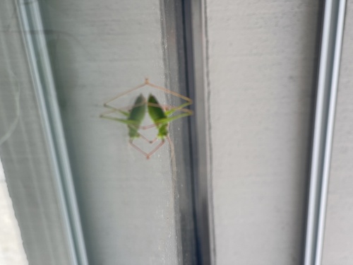 Speckled Bush-cricket