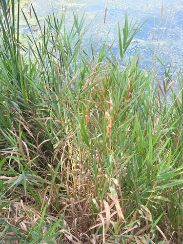 reed canary grass