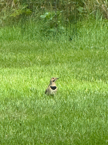 Northern Flicker