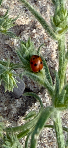 Variegated Lady Beetle