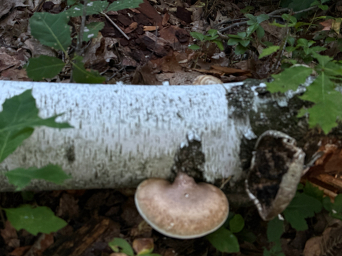 birch polypore