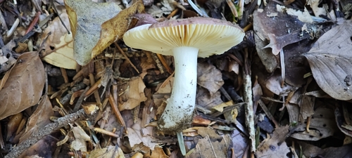 Russula turci