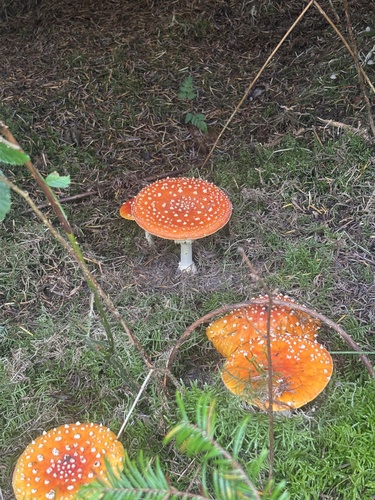 Fly Agaric
