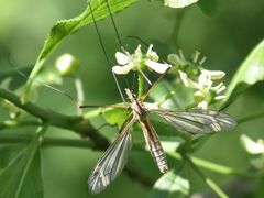Tipula vernalis