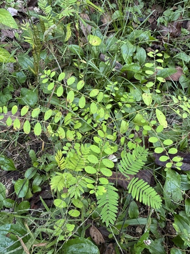 Carolina leaf-flower