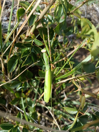 European Mantis