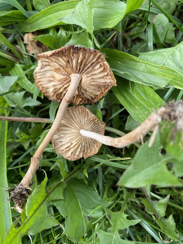 fairy ring marasmius
