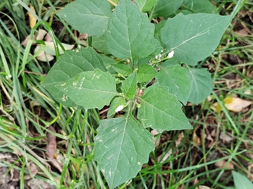 black nightshade
