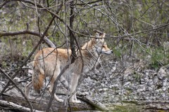 Canis latrans thamnos