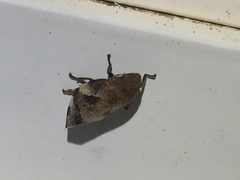 Lepyronia quadrangularis