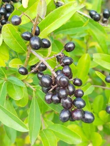 Common Privet