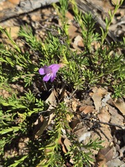 Penstemon linarioides