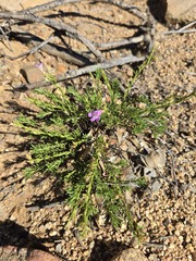Penstemon linarioides, photograph (c) Jo Roberts, some rights reserved (CC BY)