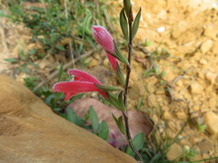 Salvia oppositiflora