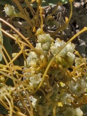 Cuscuta chinensis
